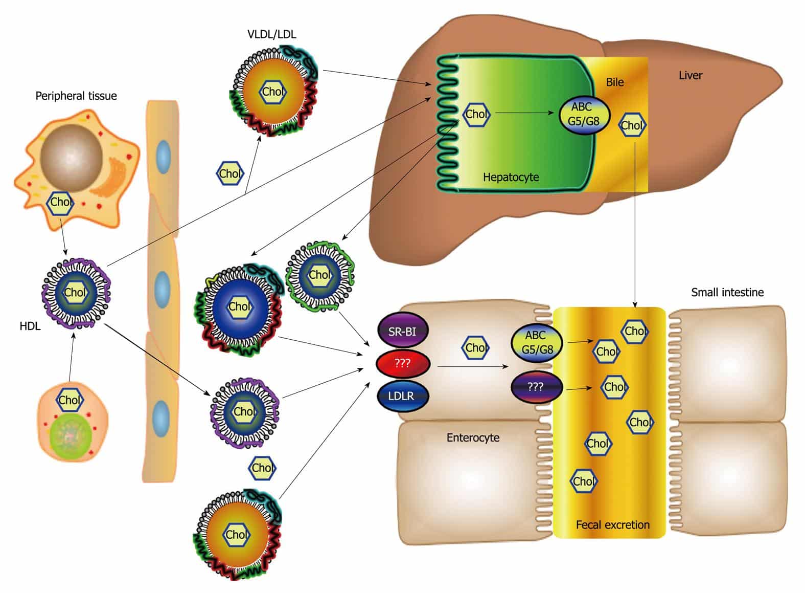 A new framework for reverse cholesterol transport: Non