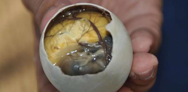 Balut Egg(Duck Embryo): The Filipino Food That Make the World Twitch ...