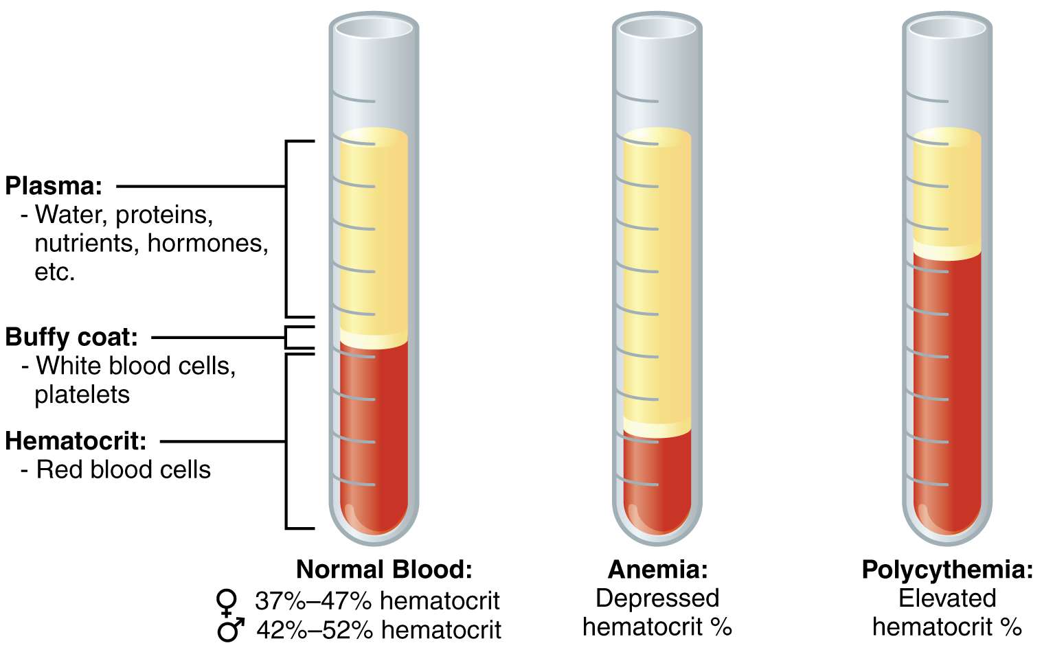 Blood tests &  lab analysis: How it works and what you need to know ...