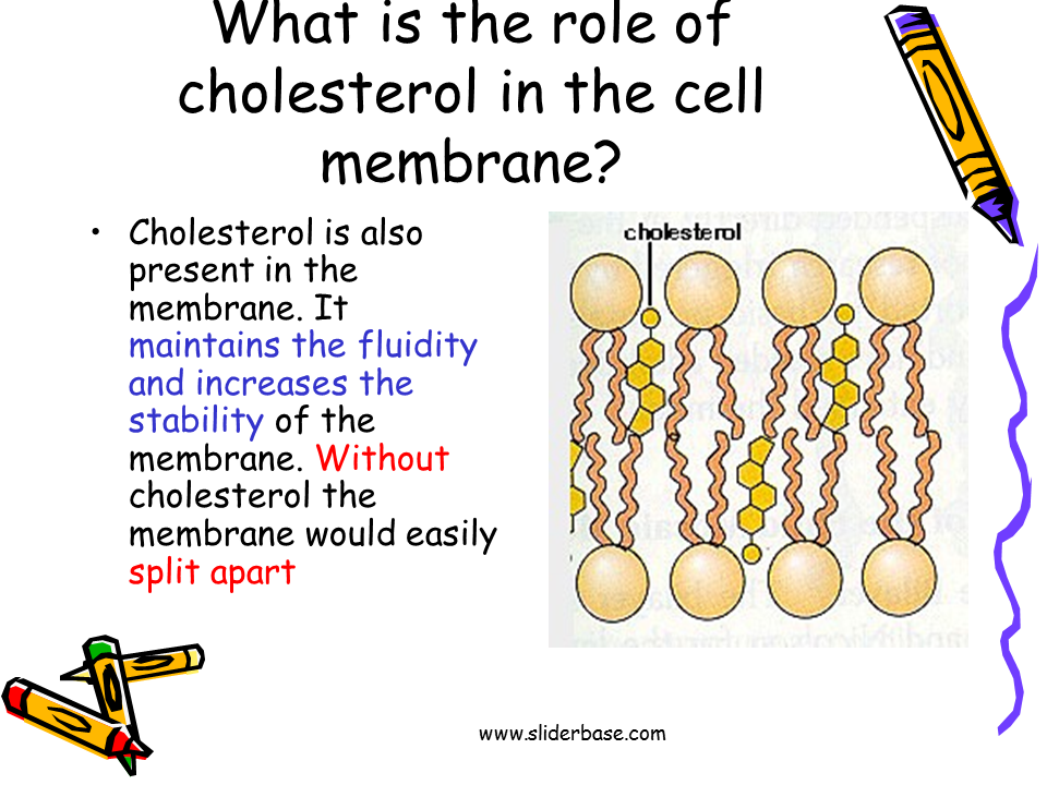 Cell membrane: Functions