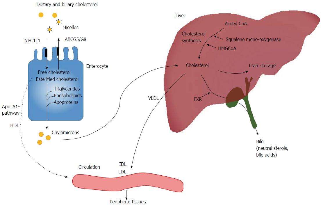 Cholesterol metabolism in cholestatic liver disease and ...