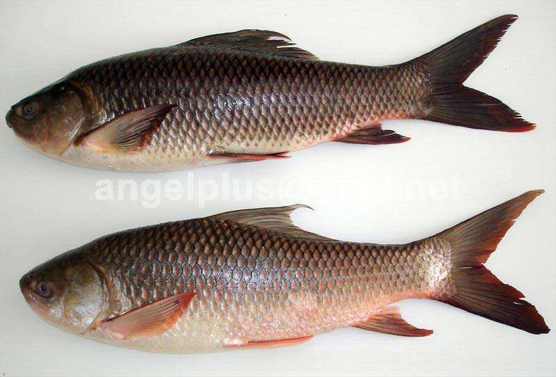Exporters of Fresh Fish from Kochi, Kerala by Angelplus Foods