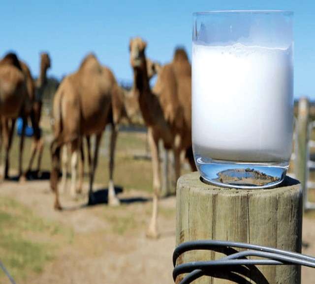 Health &  Lifestyle: Here Are 6 Benefits Of Camel Milk You ...