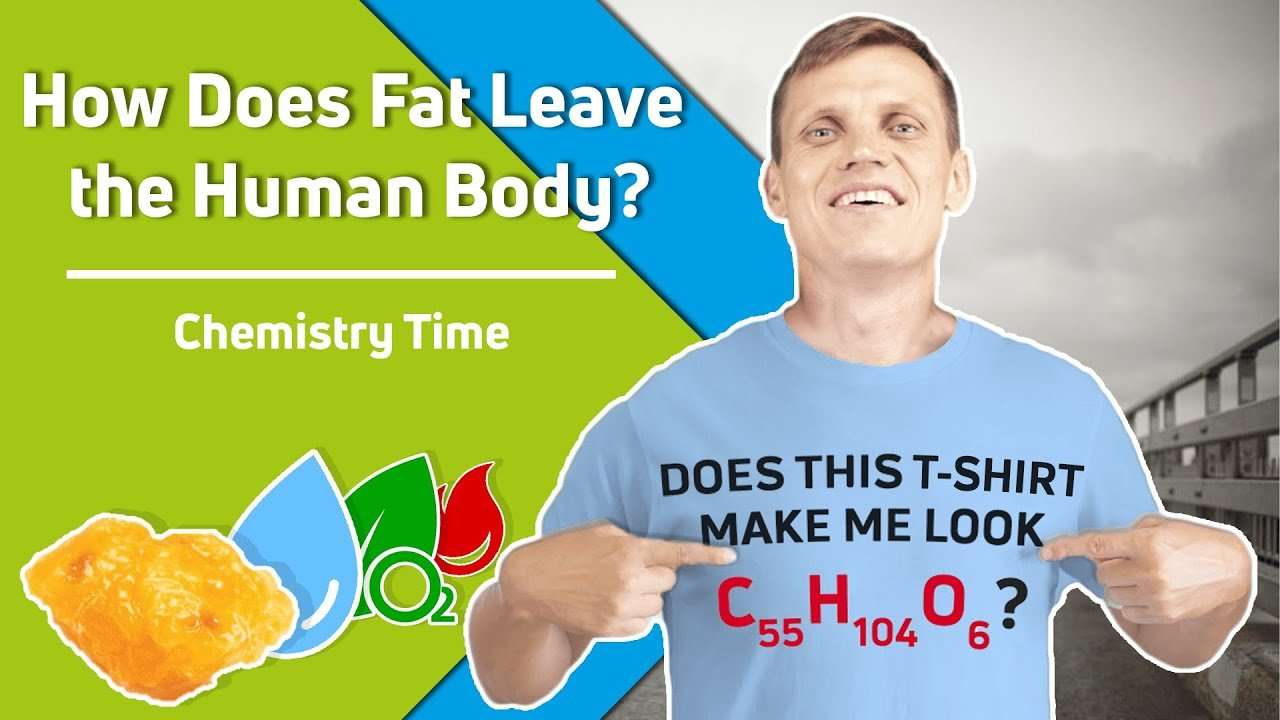 How Does Fat Leave the Human Body? Chemistry Time