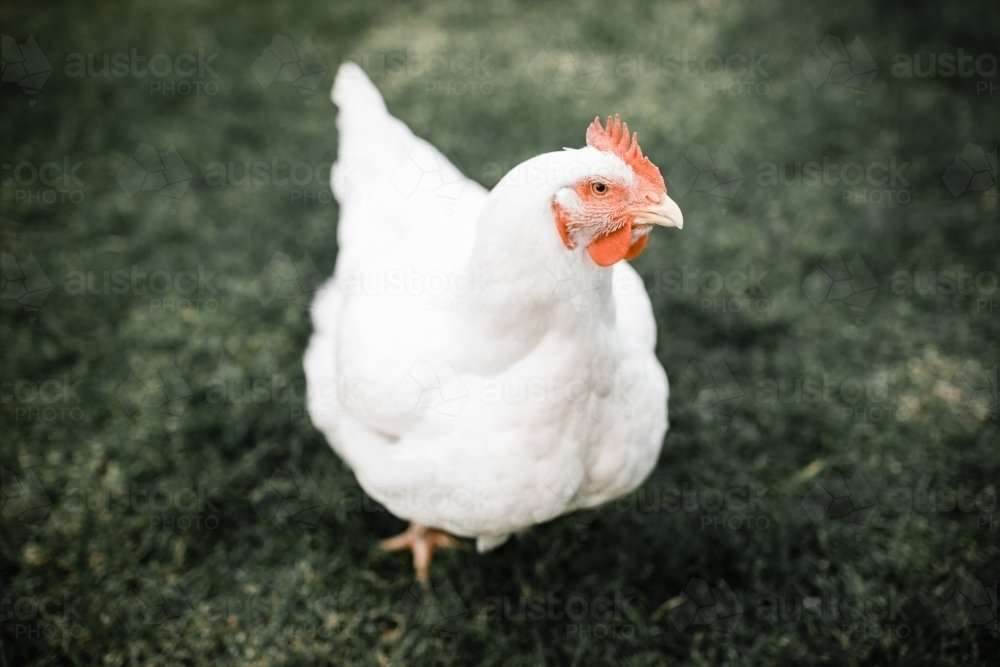 Image of Fat white broiler meat chicken standing on grass ...