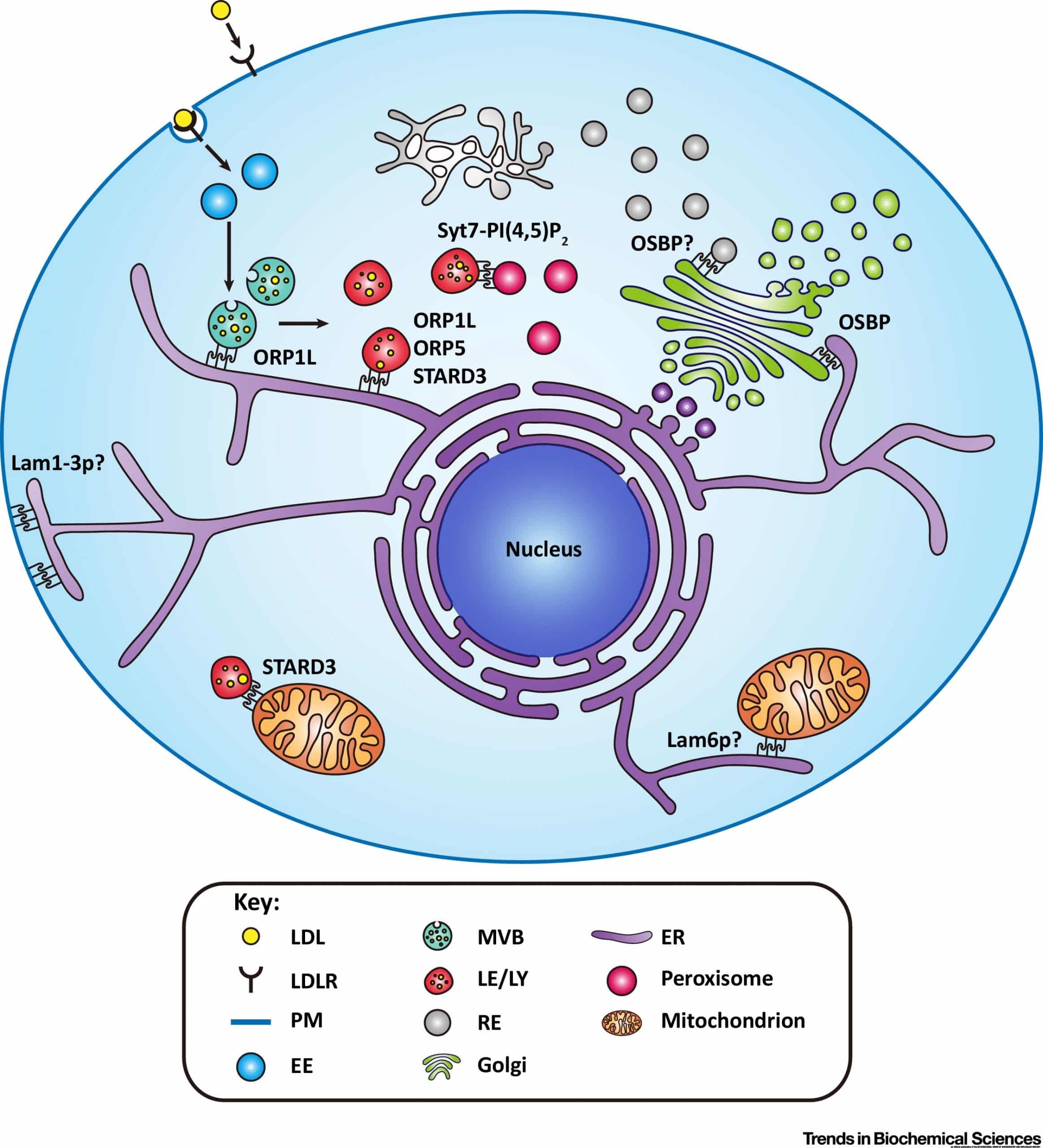 Intracellular Cholesterol Transport by Sterol Transfer Proteins at ...