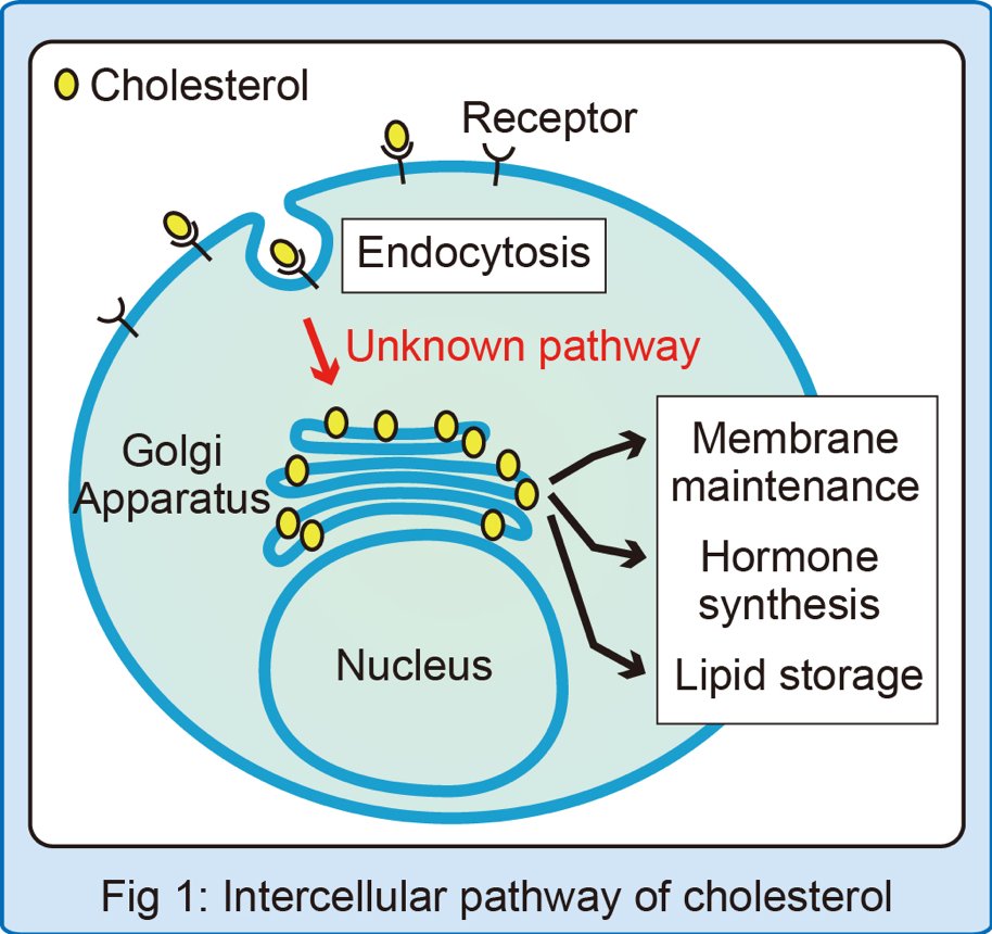 Key tethering protein found to transport cellular cholesterol