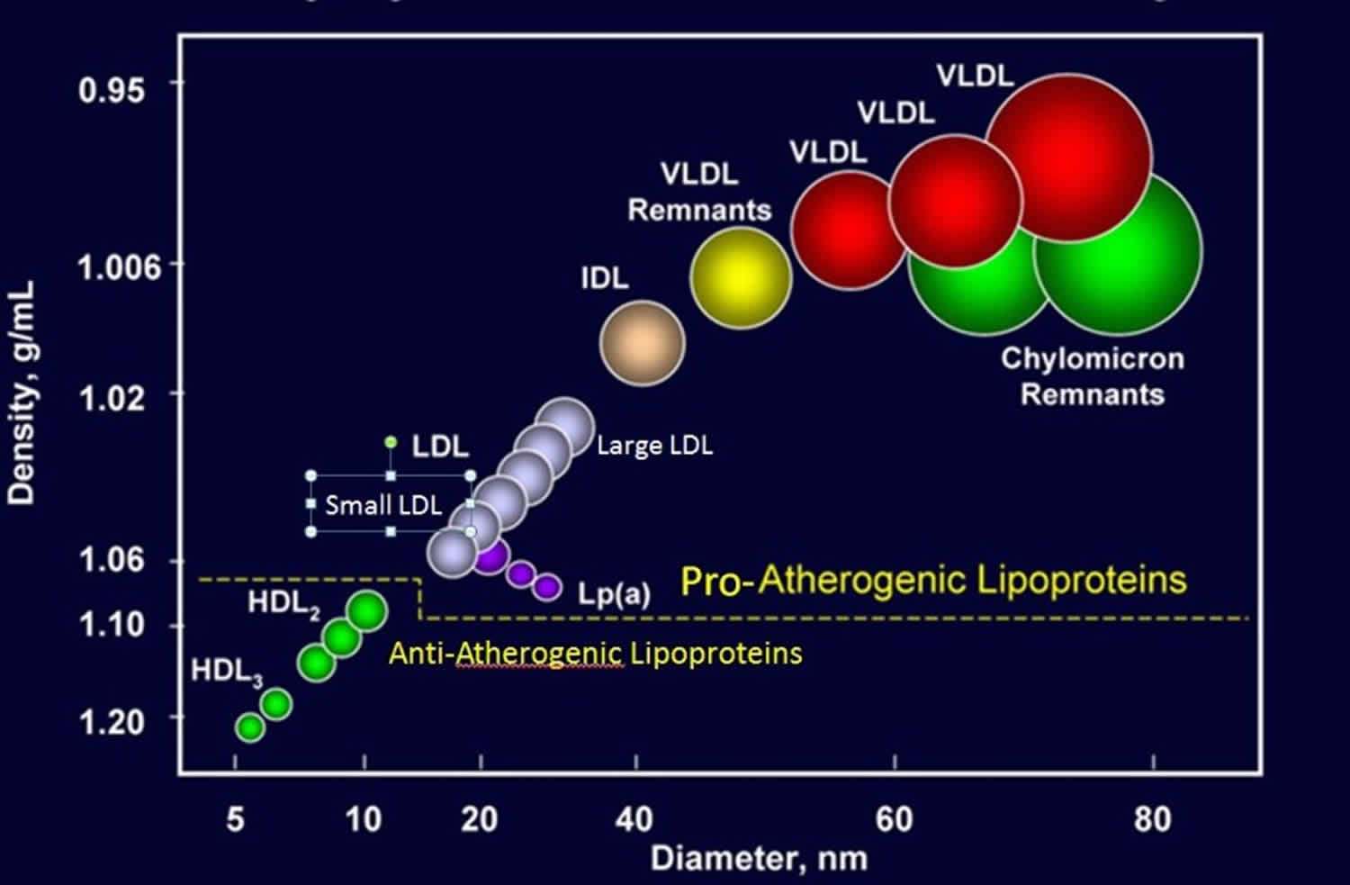 Lipoprotein function, types, lipoprotein
