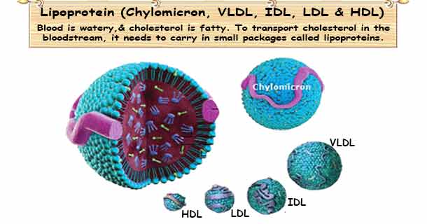 Lipoproteins: Chylomicron, VLDL, IDL, LDL, IDL