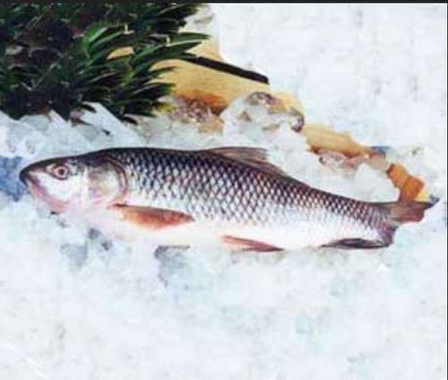 Rohu Fish, à¤°à¥à¤¹à¥ à¤«à¤¿à¤¶ in Nariman Point, Mumbai , Purna ...