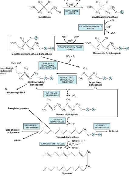 Steps Of De Novo Synthesis Of Cholesterol