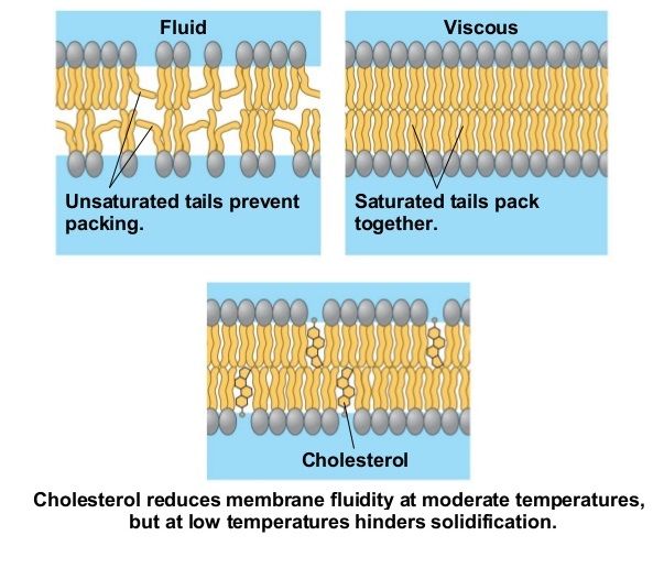 Talk2Bio Fluidity of membranes