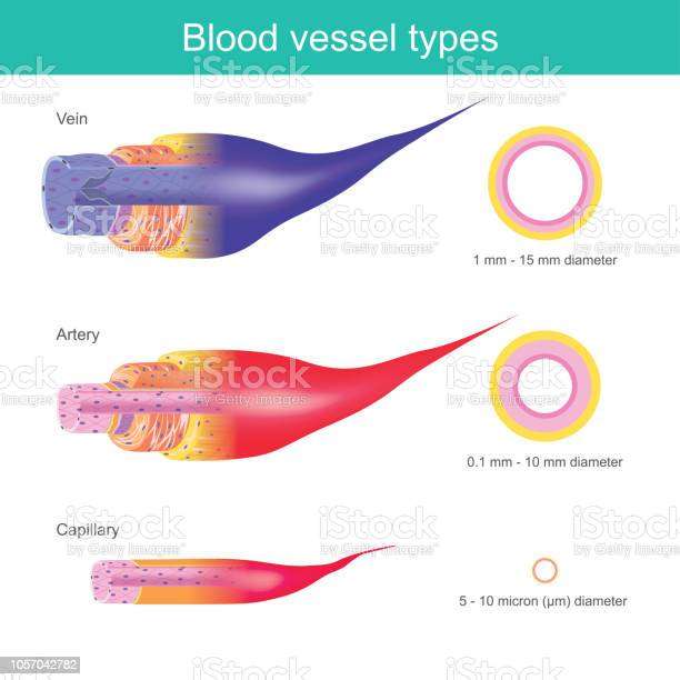 The Blood Vessels In The Human Body Are Responsible For ...