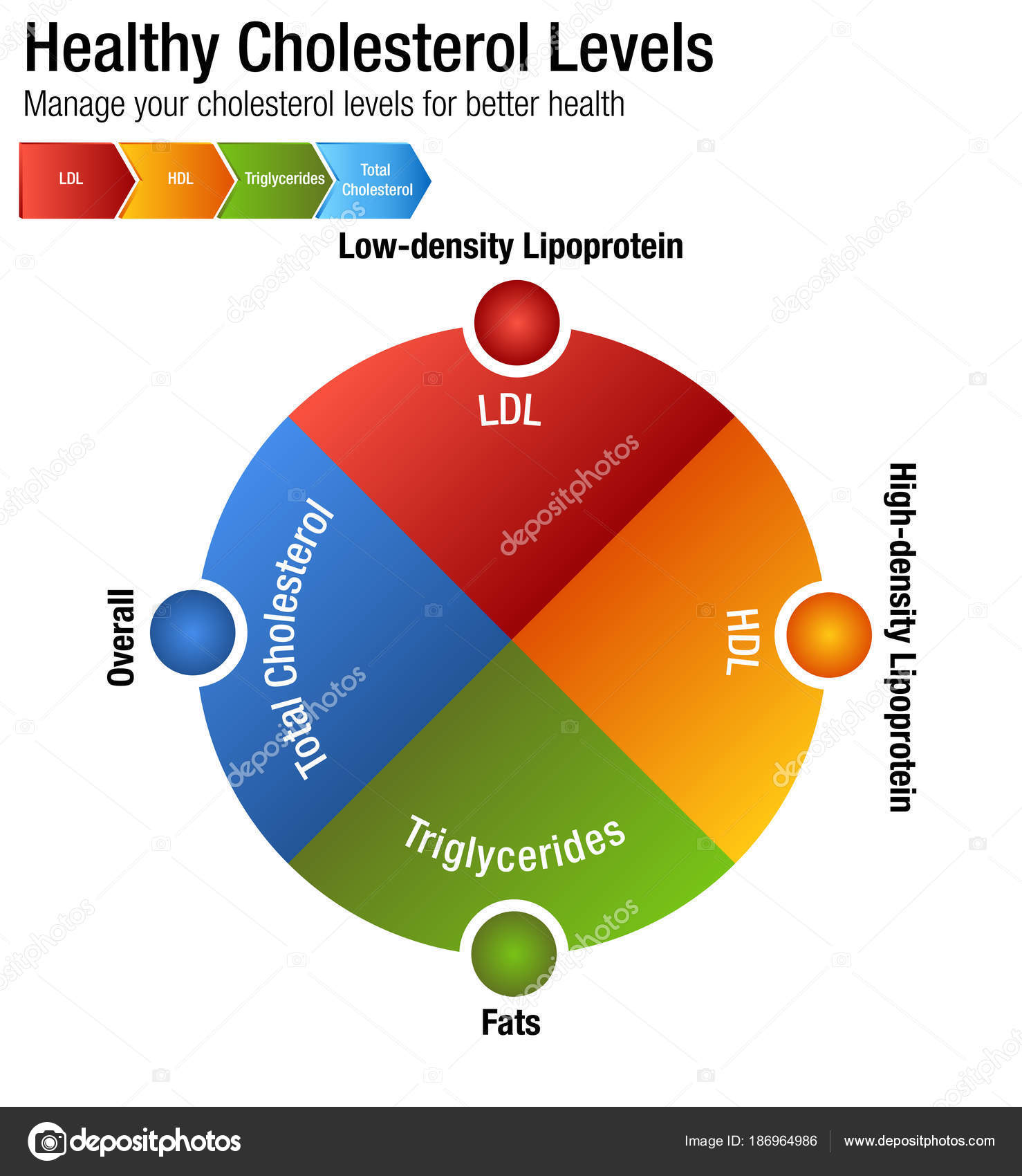 Total Blood Cholesterol HDL LDL Triglycerides Chart  Stock Vector ...