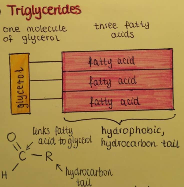 Triglyceride diagram