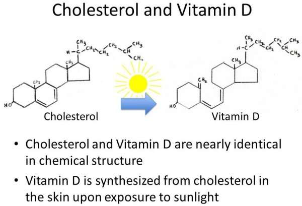 Vitamin D Synthesis From Cholesterol  VitaminWalls