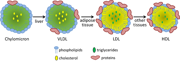 What Is LDL Cholesterol And Why Itâs Called The BAD ...