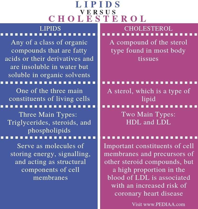What is the Difference Between Lipids and Cholesterol ...