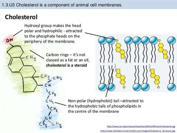 What is the function of the cholesterol molecules in a ...