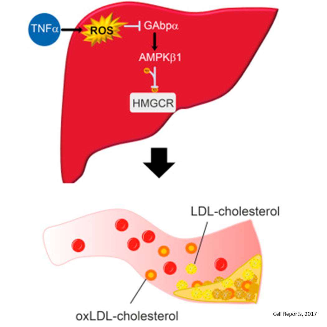 Why cholesterol level raises in long term diabetics ...