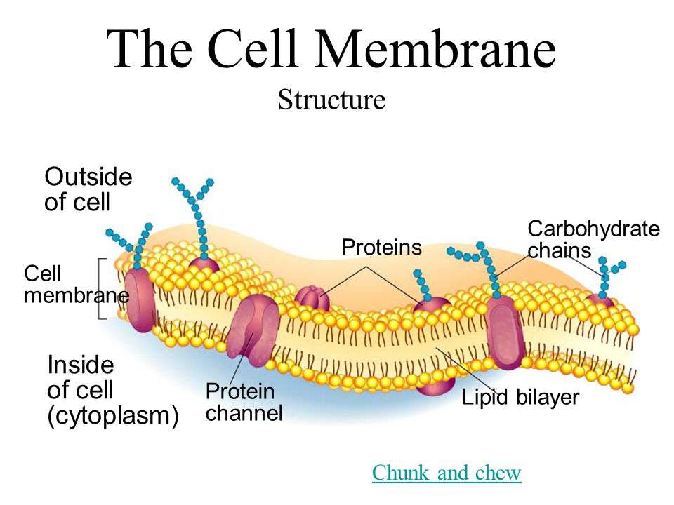 ð Main function of plasma membrane. Functions of the ...